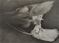 Swordfish, pencil on paper, 110x150cm, 2007